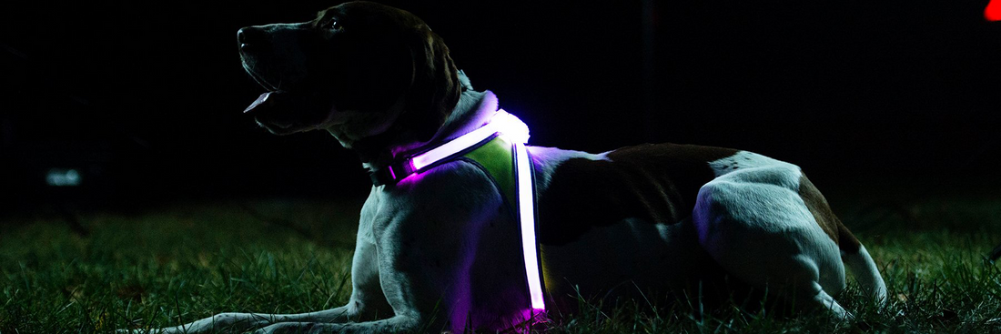 5 SAFETY ACCESSORIES FOR WALKING YOUR DOG AT NIGHT