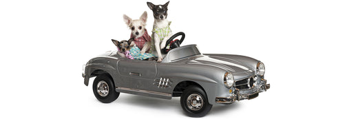 TRANSPORTATION OF DOGS BY CAR