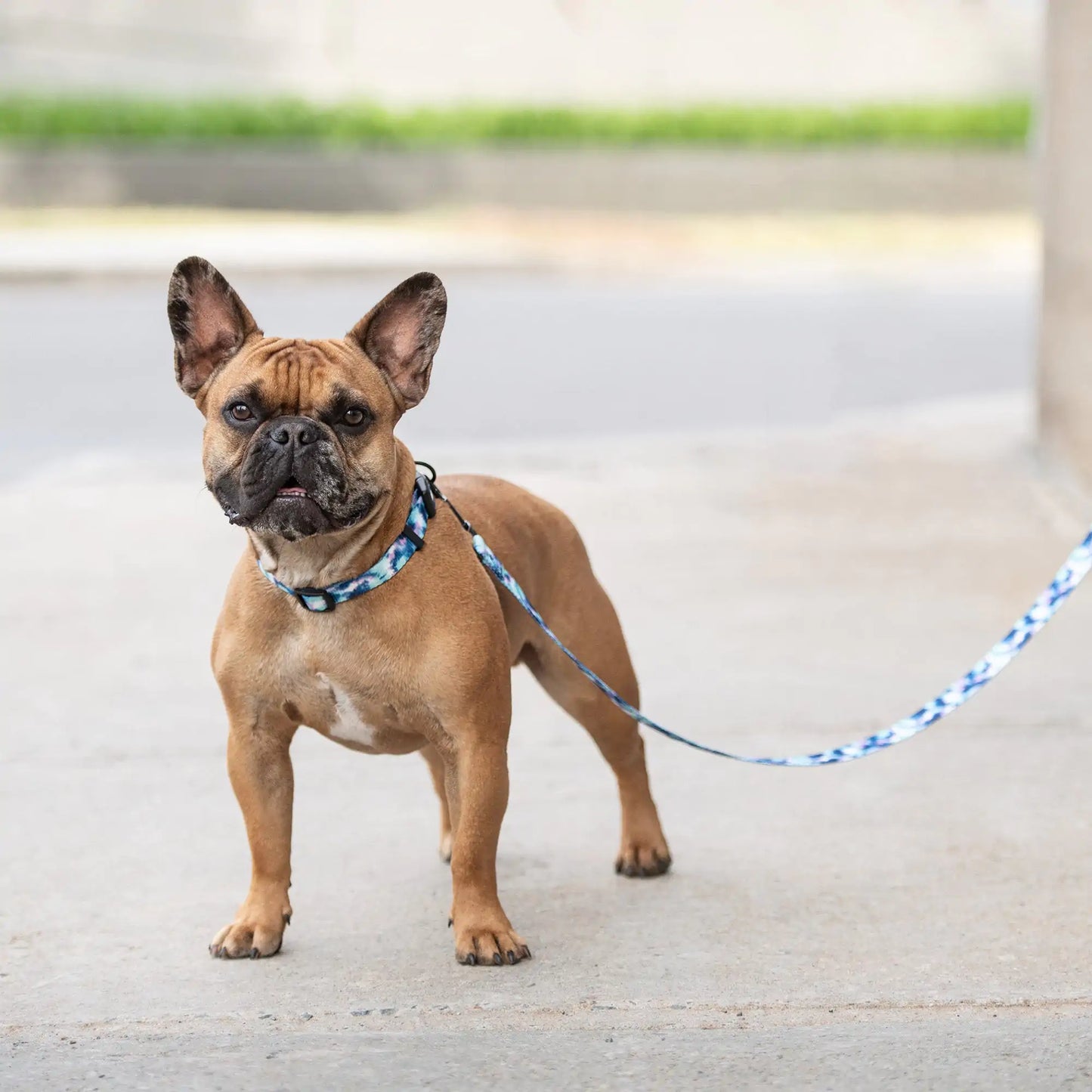 Tie Dye Nylon Dog Leash