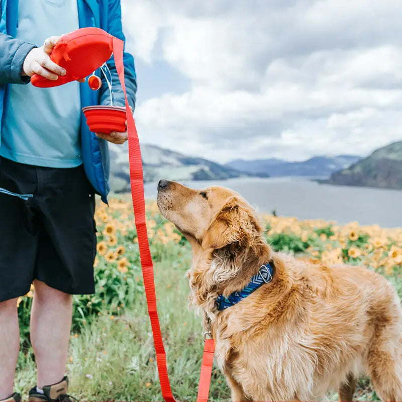 ALL-IN-ONE ADVENTURE DOG LEASH